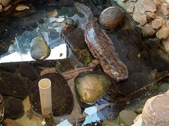 -印象鲵宴·张家界地标美食名片(溪布街店)