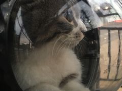 -美联众合动物医院(·中兽医·疑难杂症·严家桥分院)