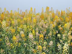 -中国天府农业博览园