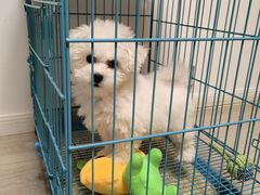 -翊宠yipet猫狗购宠庄园犬舍•猫舍