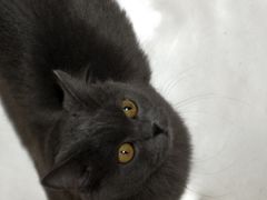 -飞行喵MR PILOT|猫舍·猫咖(静安大融城店)