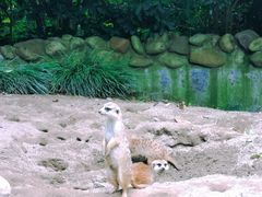 -上海野生动物园
