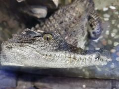 -上海大自然野生昆虫馆(东方明珠·爬宠昆虫探索中心)