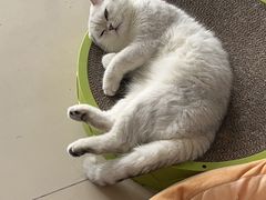 -lincat·猫舍(广州店)