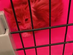 -纳吉亚猫专科动物医院·北北分院