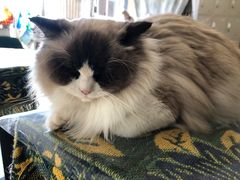 -平行世界·猫咖(首经贸店)