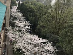 -武汉大学-樱园