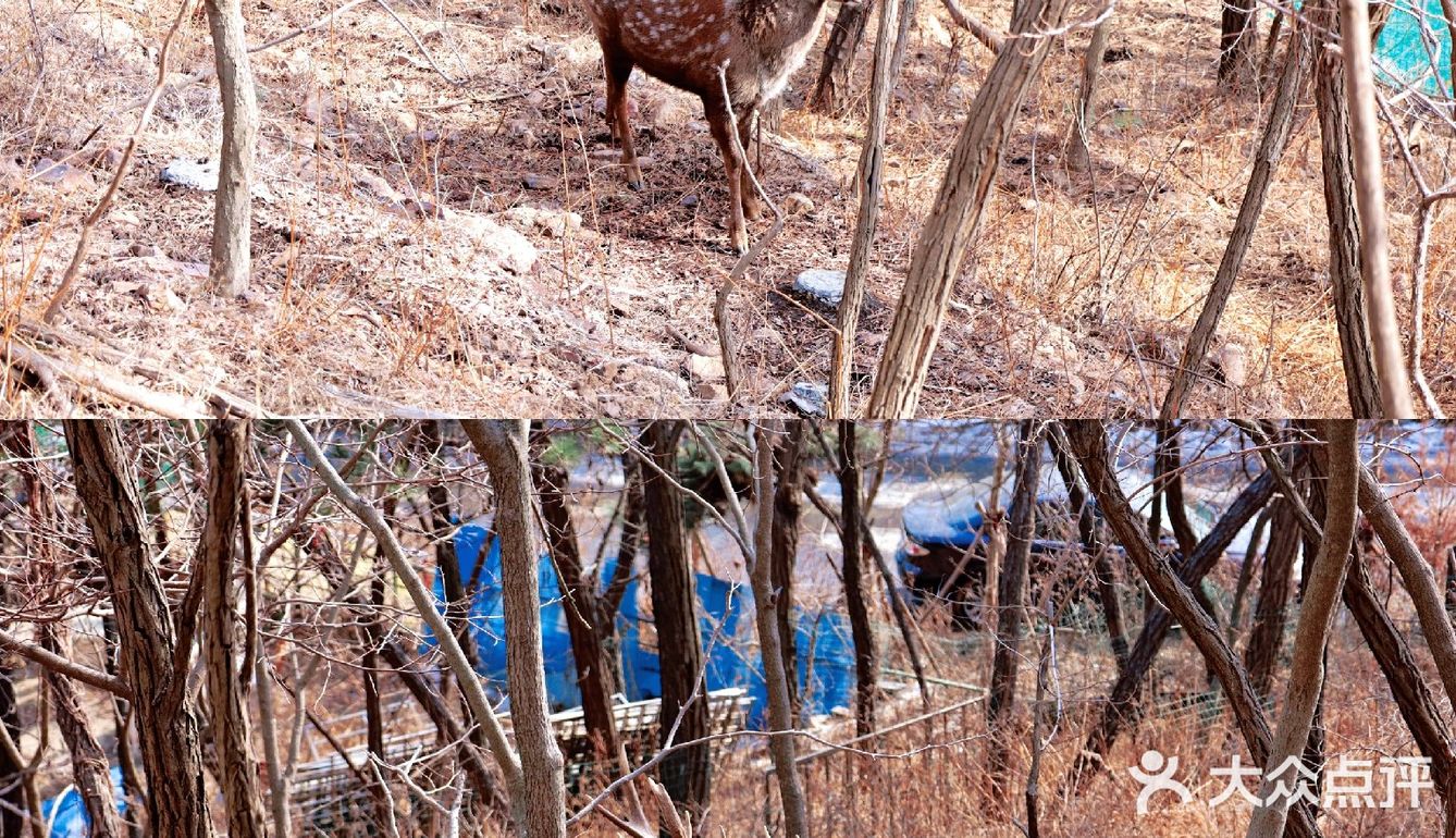 冬季大连|"林深时见鹿"在白云山真可以实现！