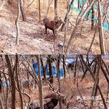 冬季大连|"林深时见鹿"在白云山真可以实现！