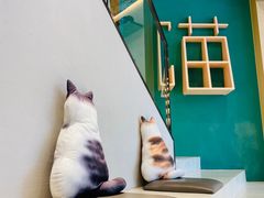 -飞行喵MR PILOT|猫舍·猫咖(静安大融城店)