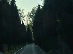 -合肥滨湖国家森林公园