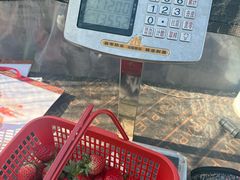 -喜杨洋草莓采摘园