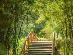 -大屏嶂森林公园