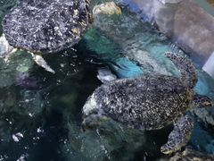-烟台海昌鲸鲨海洋公园