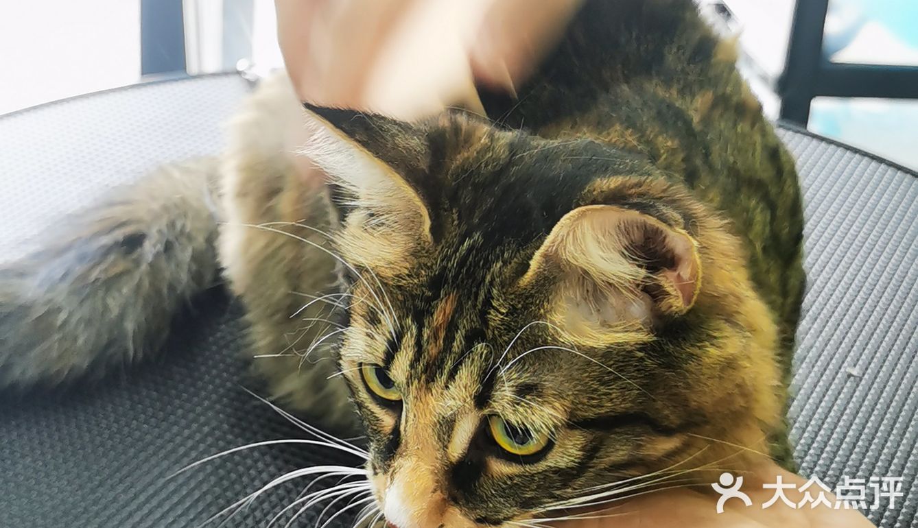 做个爱洗澡的猫吧