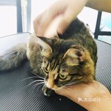 做个爱洗澡的猫吧