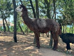 -西霞口神雕山野生动物世界