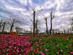 -芒洲湿地公园