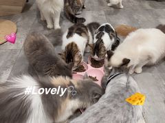 -楼上猫咖(罗湖店)