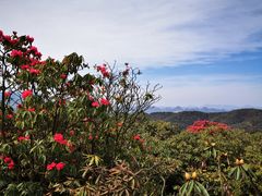 -贵州百里杜鹃风景名胜区