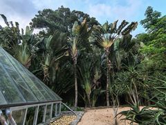 -深圳仙湖植物园