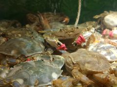 -蓝珊甄选海鲜自助·火锅大排档(近阿那亚店)