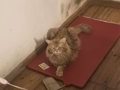 -宠颐生宠物医院·异宠猫科内科·诊疗中心宠巢店