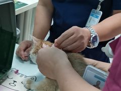 -纳吉亚猫专科动物医院博雅分院