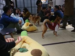 -逗柴咖啡屋·狗咖猫咖宠物桌游