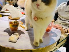 -喵喵咪呀布偶猫咖(春熙路店)