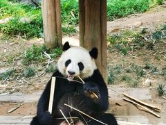 -广州长隆野生动物世界
