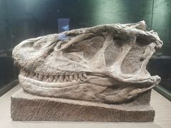 -自贡恐龙博物馆