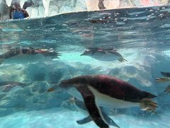 -帝企鹅自助餐厅•儿童岛•真企鹅(长隆企鹅酒店)