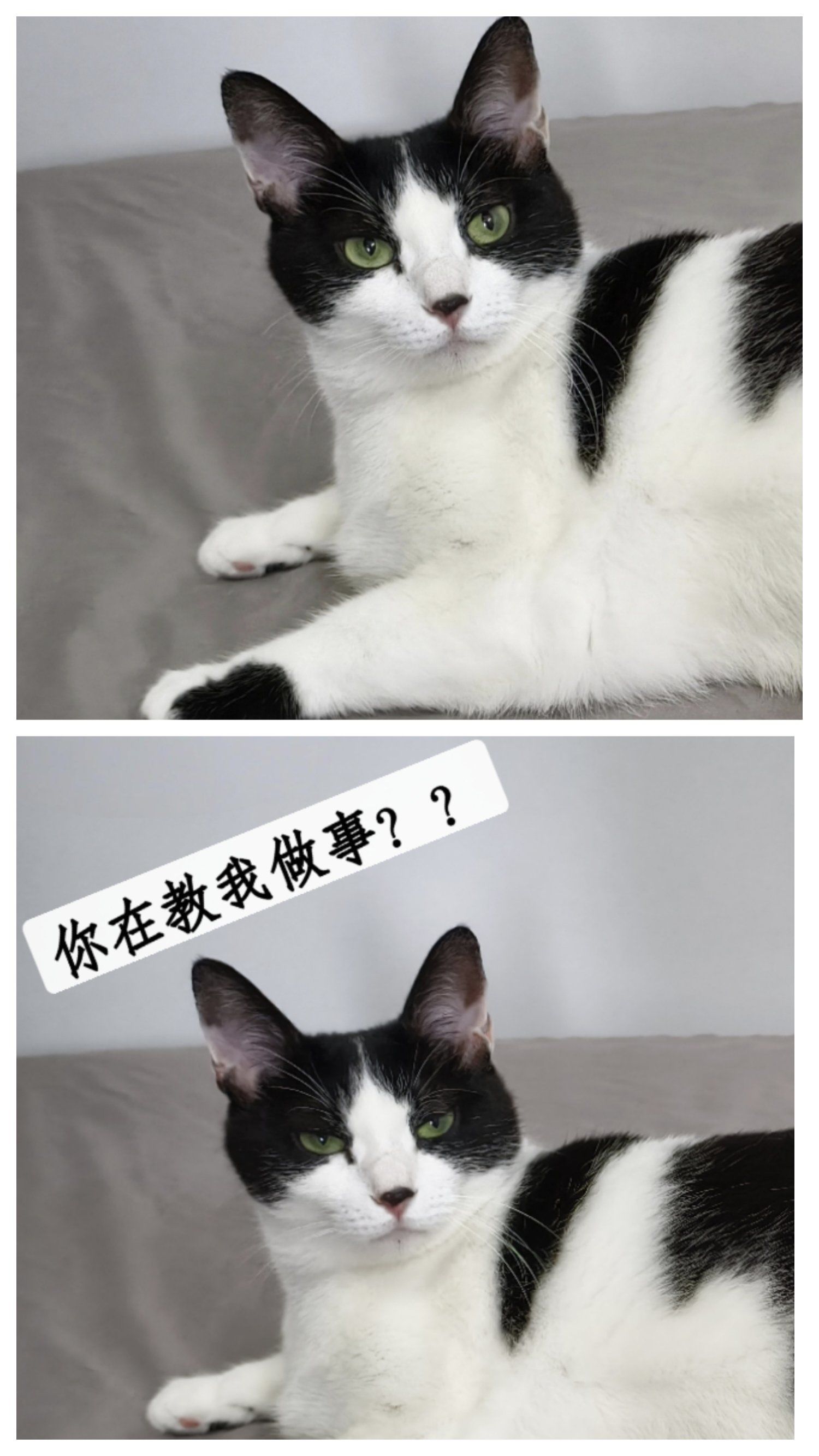 就瞅你,咋滴!