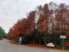 -上海海湾国家森林公园