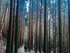 -武陵山森林公园