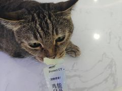 -喵园·猫主题咖啡厅·撸猫·猫咖(国贸店)