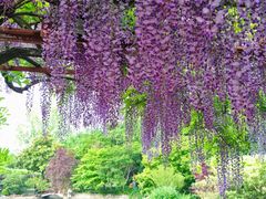 -嘉定紫藤园