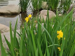 -新虹桥中心花园