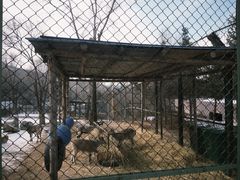 -青藏高原野生动物园