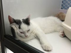 -喵的天空名猫咖啡馆·撸猫·猫舍·用品