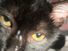 -可蒙动物医院·猫科·骨科中心(首义路店)