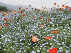 -径山花海