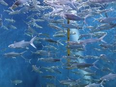 -成都浩海立方海洋公园