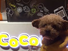 -CoCo都可(骆家庄新店)