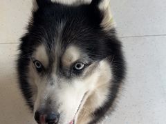 -全心全意连锁动物医院(加州店)