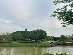 -王借岗森林公园