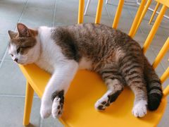 -喵屿·大理花园猫咖