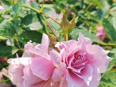 -人民公园(罗湖区)