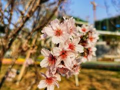 -王借岗森林公园